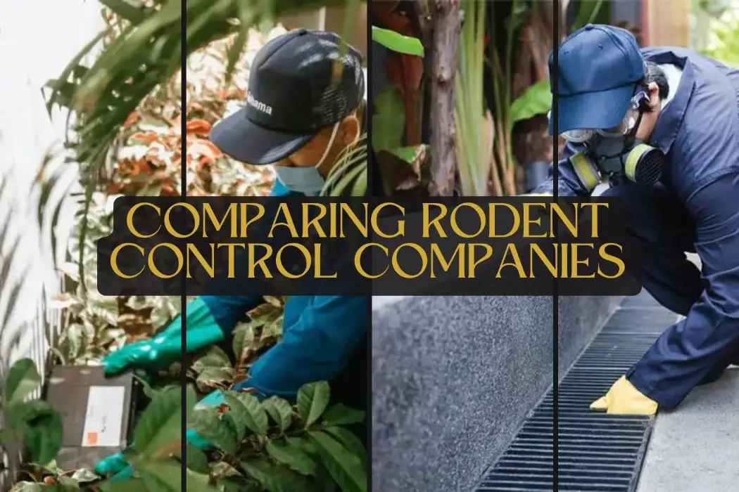 Comparing Rodent Control Companies Price Vs Quality In