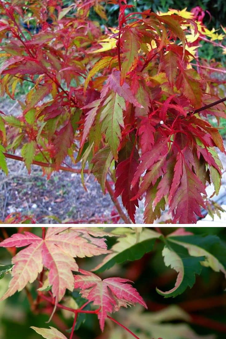 colorful foliage el paso