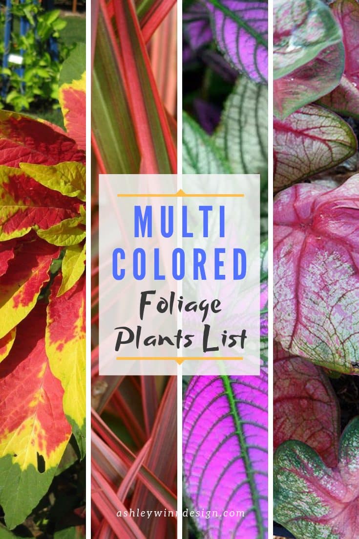 colorful foliage ideas