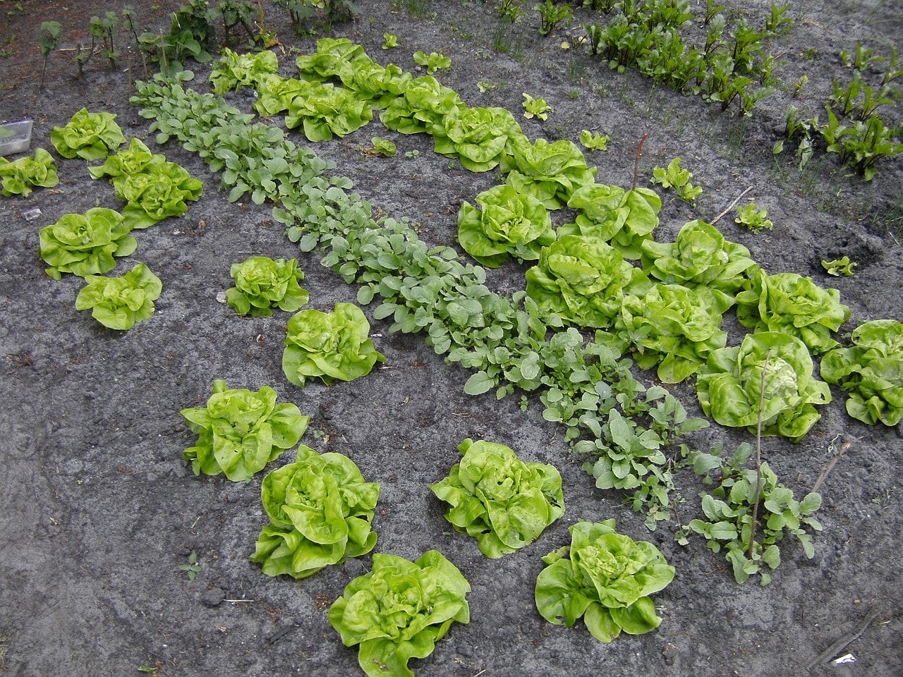 modern landscape Kitchen Garden