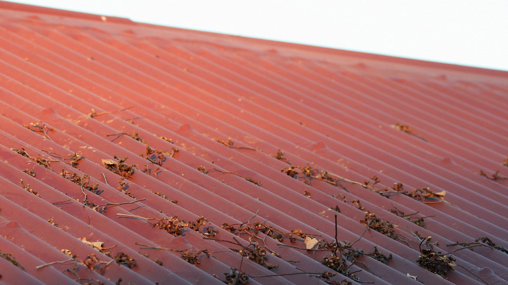 hail damage roof pictures