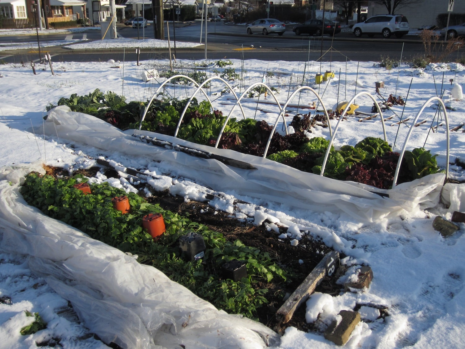 Vegetable Garden