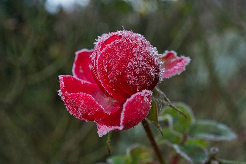 winter rose