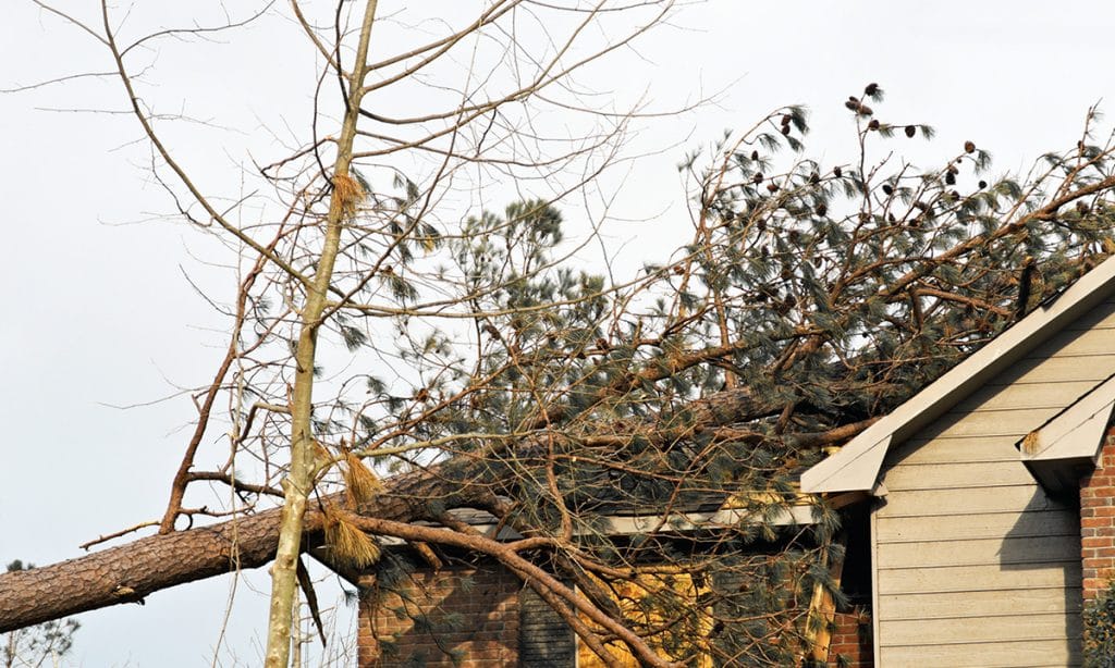 Roofing Damage Tree on the roof