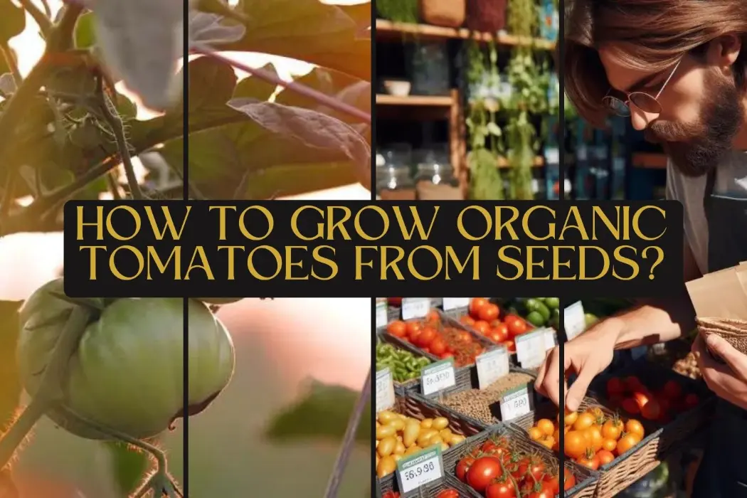 how-to-grow-organic-tomatoes-from-seeds-home-decor