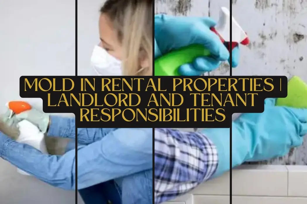 mold-in-rental-properties-landlord-and-tenant-responsibilities