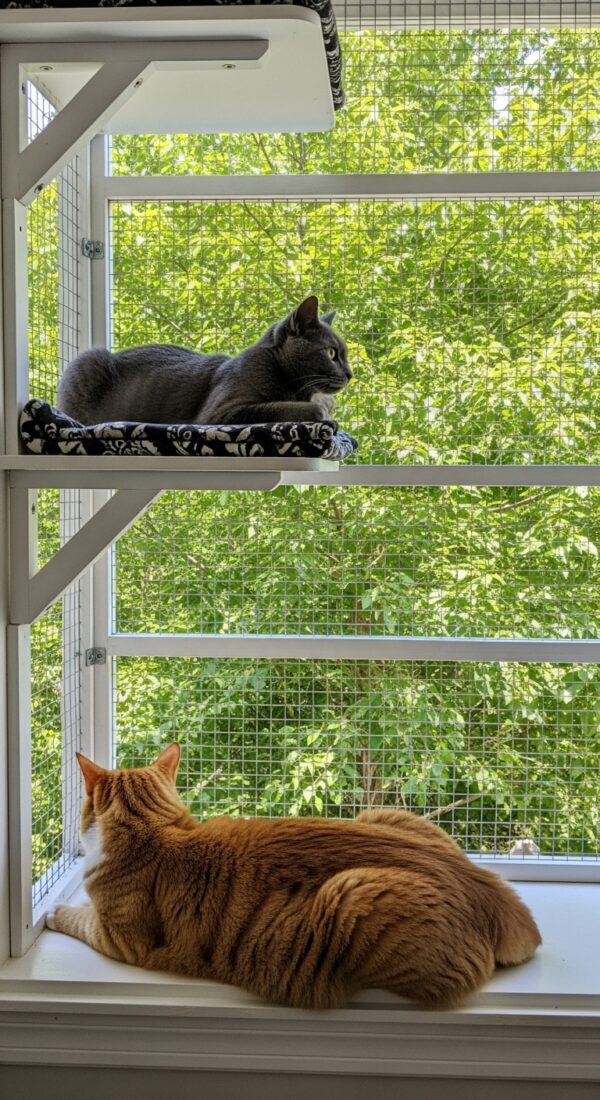 23 Creative Cat Room Ideas for Happy Felines - Home Decor